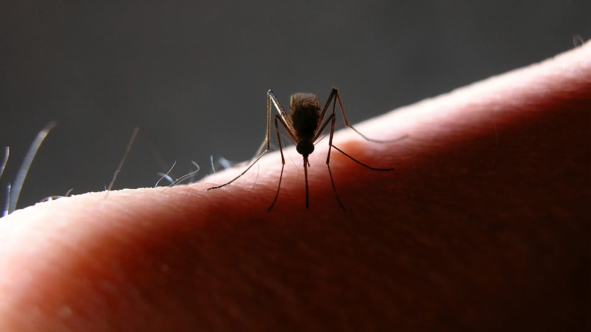 mosquitos-da-mata-atlantica-preferem-sangue-humano,-diz-estudo
