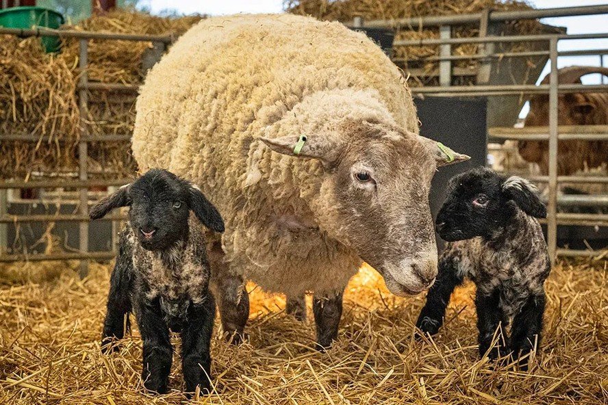 apos-dois-anos-isolada,-fiona,-a-‘ovelha-mais-solitaria-do-mundo’,-da-a-luz-gemeos-na-escocia