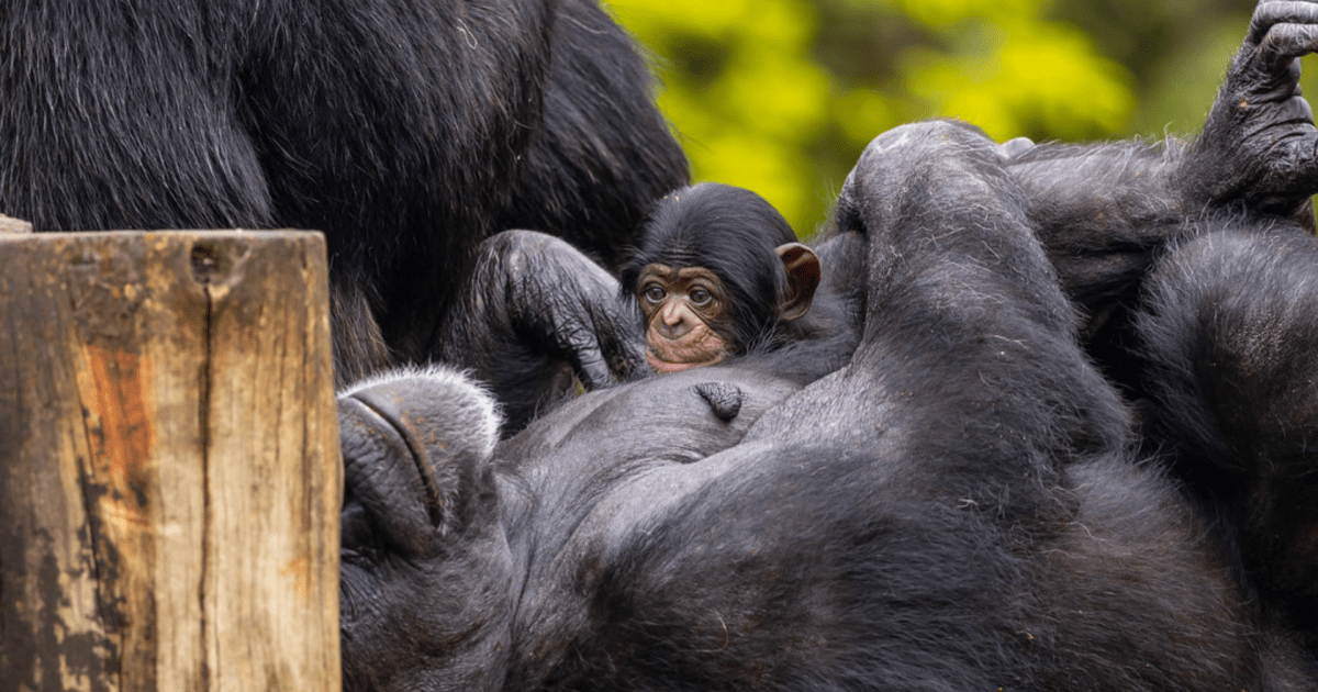 publico-pode-escolher-o-nome-do-novo-chimpanze-do-zoo-de-sp;-saiba-como