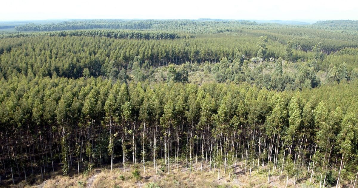 florestas-plantadas-entram-na-conta-do-capital