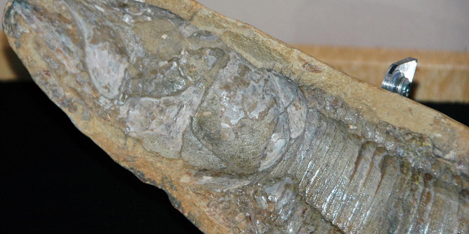 fosseis-retirados-da-bacia-do-araripe-voltam-ao-brasil-30-anos-depois