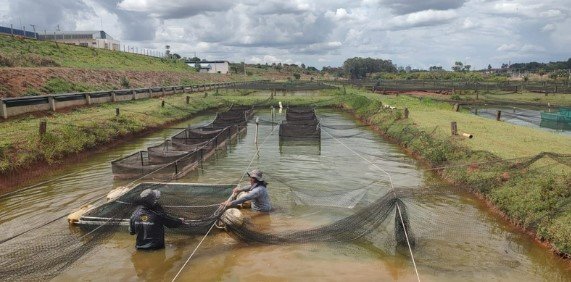 governo-de-sp-reforca-monitoramento-sanitario-da-tilapicultura-diante-da-expansao-do-setor