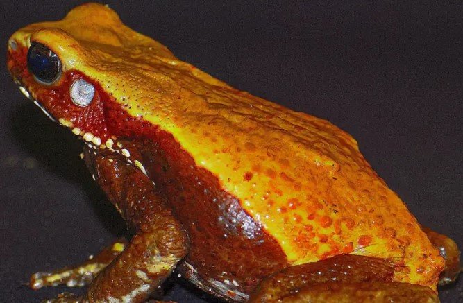 estudo-do-butantan-identifica-moleculas-com-potencial-antibiotico-em-veneno-de-sapo-amazonico