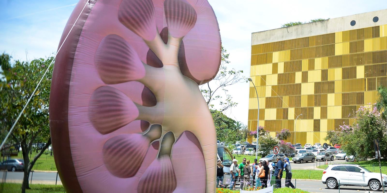 dia-mundial-do-rim:-doencas-renais-sao-silenciosas-e-exigem-atencao