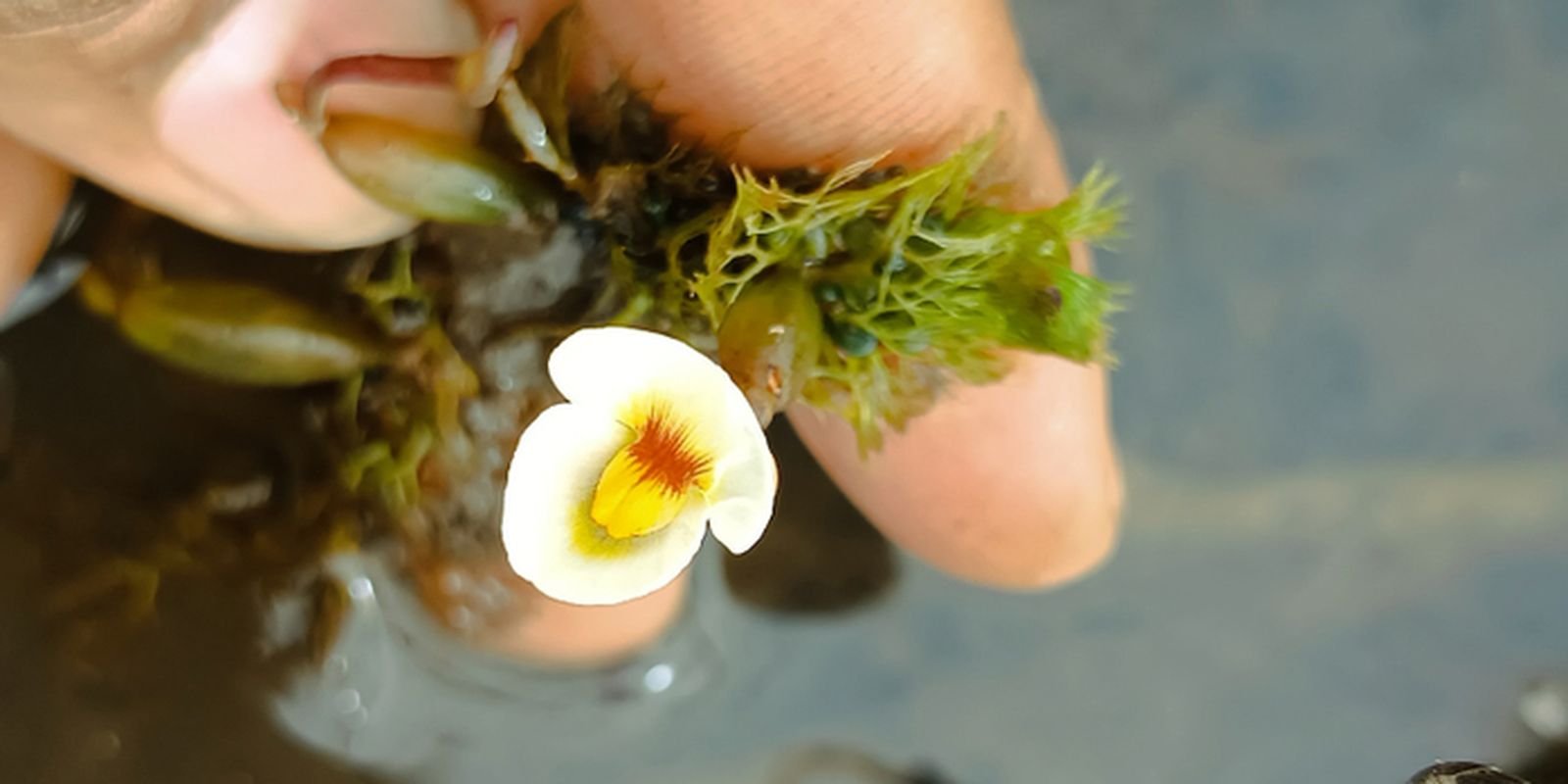 especie-rarissima-de-planta-carnivora-e-encontrada-no-piaui