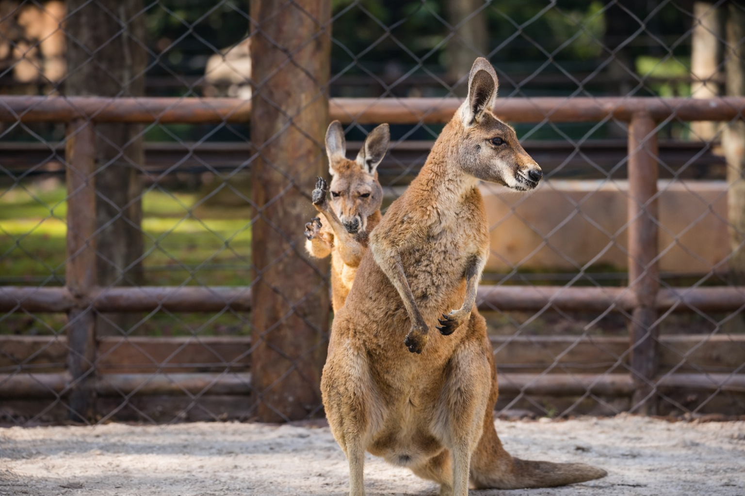 zoologico-de-sao-paulo-recebe-quatro-cangurus-vermelhos-vindos-dos-estados-unidos
