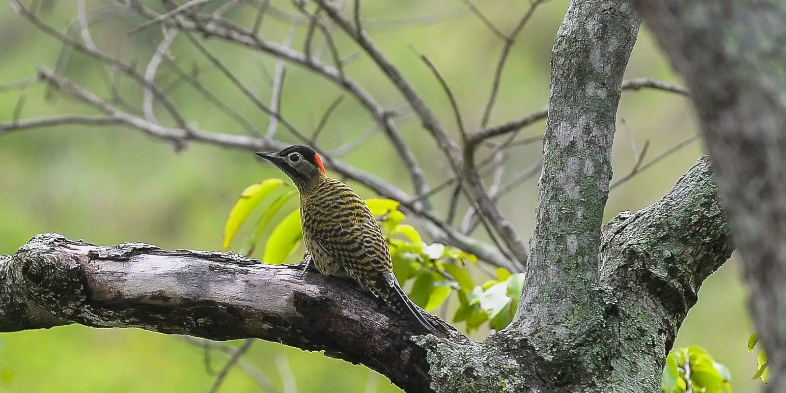 brasil-sedia-conferencia-mundial-de-conservacao-de-animais-silvestres