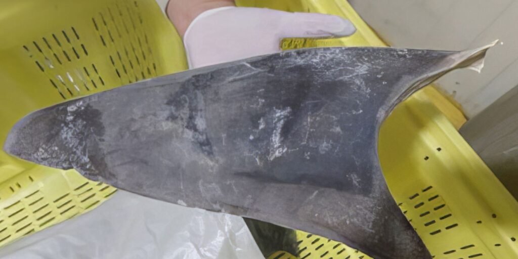 ibama-restringe-comercio-internacional-de-tubarao-azul