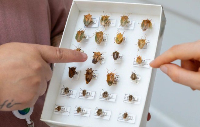 qual-a-origem-e-para-que-serve-o-cheiro-da-maria-fedida?-especialistas-do-butantan-respondem