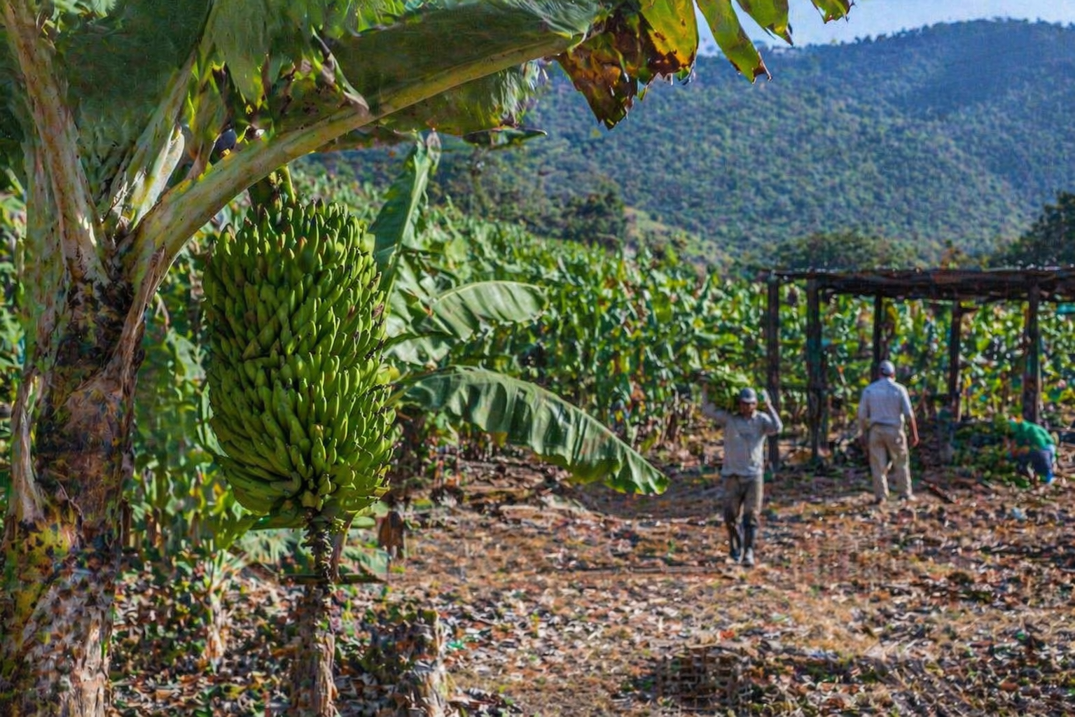 vale-do-ribeira-recebe-indicacao-geografica-para-producao-de-banana-em-sp