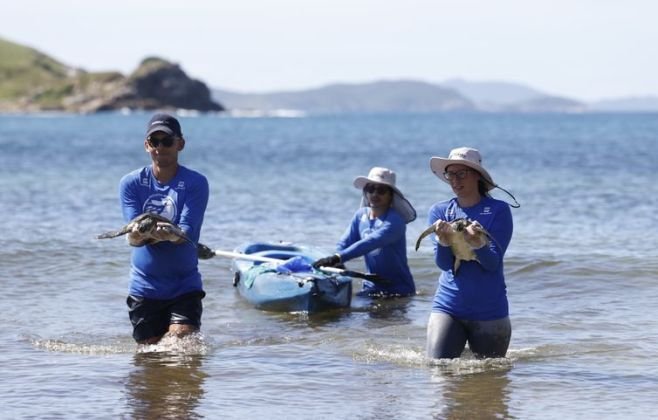 pesquisa-quer-descobrir-de-onde-vem-tartarugas-que-vivem-em-arraial