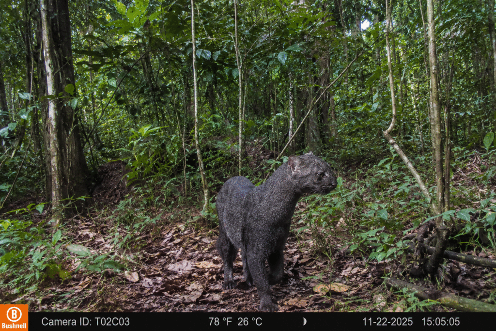 flagrante-inedito-de-jaguarundi-no-para-reforca-alerta-sobre-protecao-de-felinos-silvestres