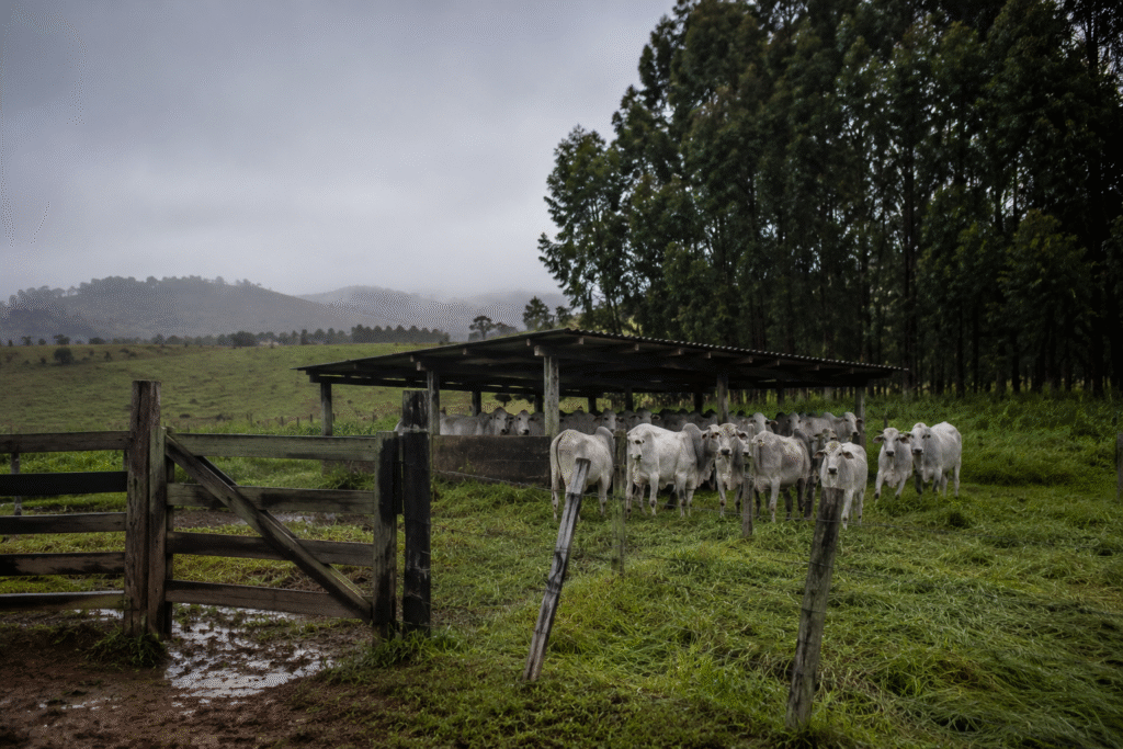frio-extremo-mata-mais-de-80-bovinos-em-mato-grosso-do-sul