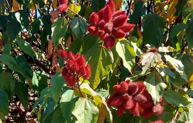 colorau-alem-do-tempero:-conheca-a-planta-brasileira-mais-usada-pela-industria-para-dar-cor-aos-alimentos