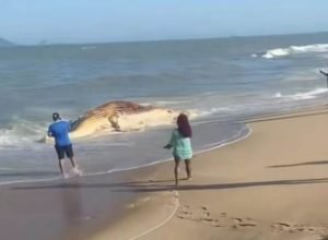 baleia-jubarte-e-tartaruga-sao-encontradas-mortas-na-orla-de-macae