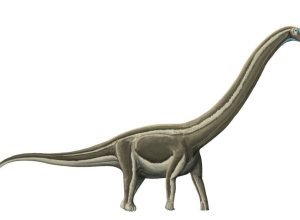 doenca-ossea-dizimou-dinossauros-pescocudos-no-atual-interior-de-sp