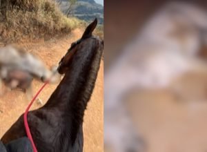 cavalo-mutilado-em-sp:-o-que-sabemos-sobre-o-crime-em-sao-paulo