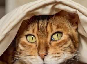 chegou-o-inverno-em-sao-paulo-e-com-ele-os-cuidados-com-caes-e-gatos-devem-ser-dobrados