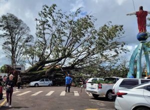 empresaria-do-parana-investe-r$-18-mil-para-replantar-arvore-caida-em-temporal