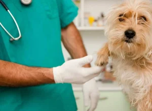 com-que-frequencia-levar-seu-pet-ao-veterinario?