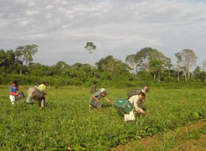 programa-agroamigo-oferece-r$-1-bilhao-em-microcredito