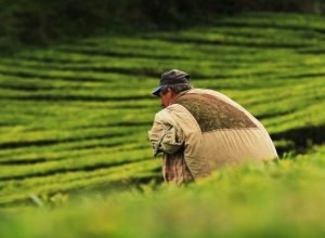 brasil-e-mexico-firmam-acordo-para-cooperacao-agropecuaria