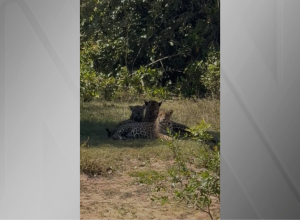 video:-onca-pintada-com-filhotes-e-observada-no-pantanal-de-mt