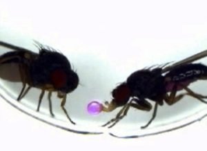 ativacao-de-gene-faz-mosca-da-fruta-copiar-ritual-sexual-de-outra-especie