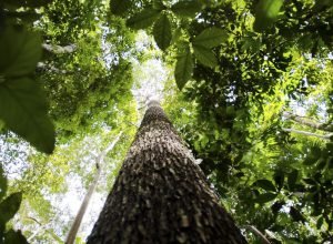 semana-da-amazonia-debate-desenvolvimento-rural-sustentavel