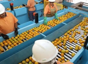 exportacao-de-produtos-atingidos-por-tarifaco-cai-22%-em-agosto