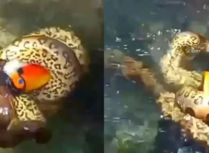 sucuri-devora-tucano-que-foi-beber-agua-em-bonito;-video