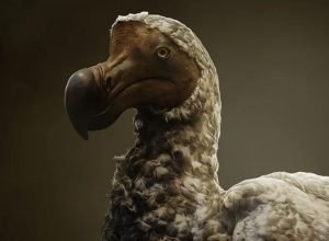 empresa-que-“recria”-animais-extintos-faz-avancos-em-recuperacao-de-ave