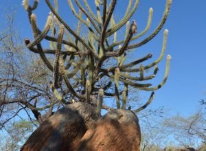 governadores-de-9-estados-se-reunem-em-fortaleza-para-a-cop-nordeste