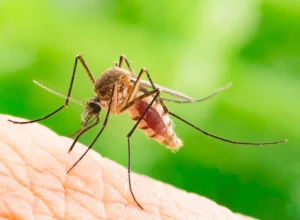 chikungunya-traz-preocupacoes-apos-uma-decada-de-presenca-no-brasil