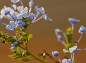 primavera-traz-frente-fria-e-chuva-para-o-sul-do-pais