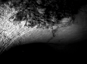 casos-de-morcegos-em-areas-urbanas-crescem-no-rio