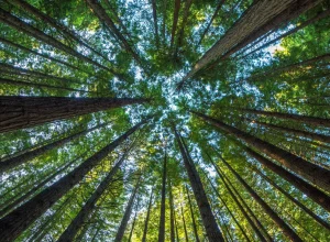 producao-florestal-do-pais-cresce-16,7%-e-chega-a-r$-44,3-bi-em-2024