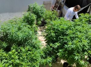 agu-pede-mais-prazo-para-regulamentar-uso-da-cannabis-medicinal