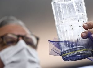 fabrica-de-mosquitos-oferece-tecnologias-para-reducao-da-dengue