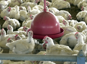 gripe-aviaria:-agricultura-prorroga-estado-de-emergencia-por-180-dias