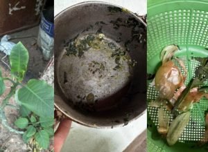 tres-de-quatro-pessoas-intoxicadas-com-“falsa-couve”-seguem-na-uti-em-mg