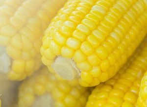 o-cofre-do-milho:-por-dentro-do-banco-que-guarda-o-futuro-da-alimentacao