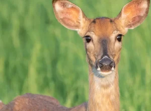 zumbis-da-vida-real-que-voce-nao-sabia-que-existiam