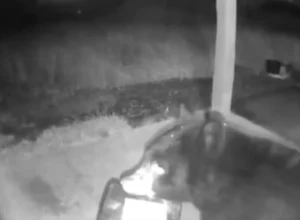 urso-rouba-encomenda-de-sacada:-“os-ladroes-vem-em-todas-as-formas”