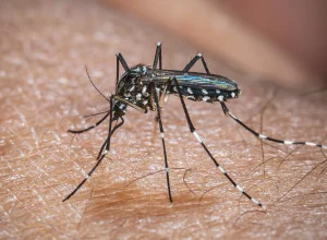 chikungunya-volta-a-atacar-nos-estados-unidos