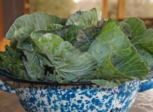 idosos-intoxicados-com-‘falsa-couve’-em-mg-recebem-alta-apos-13-dias