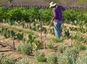 cmn-simplifica-credito-rural-a-populacoes-tradicionais-e-extrativistas