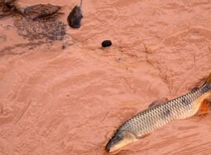 samarco-e-vale-sao-multadas-em-mais-de-r$-1,8-bilhao