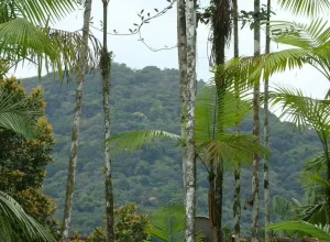 mata-atlantica-perde-2,4-milhoes-de-hectares-em-40-anos