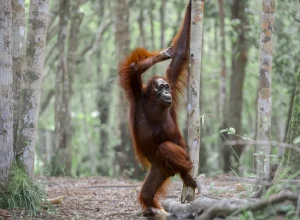 de-gorilas-a-lagartos,-veja-as-40-fotos-mais-comicas-da-vida-selvagem